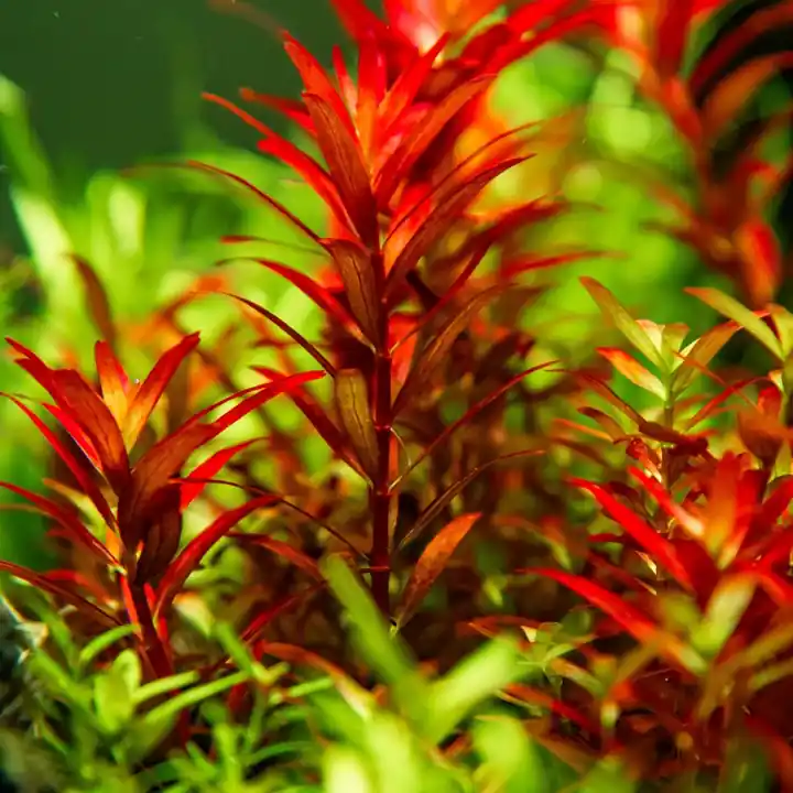 Sale Aquarium Pflanze Rotala rotundifolia 'Blood Red' Tropica Nr.032D TC in Vitro