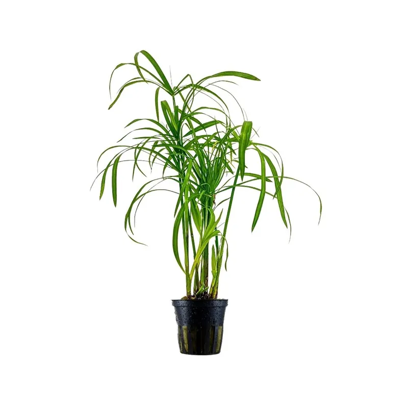 Aquarium Pflanze Cyperus alternifolius Wasserpflanzen Topf Nr.333C Günstig