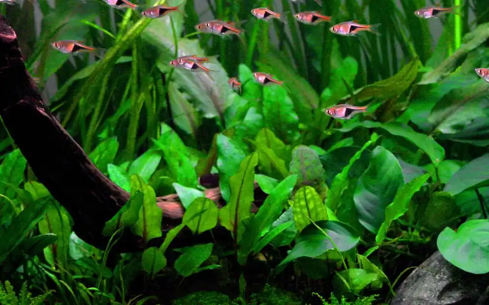 Aquarium Pflanze Cryptocoryne wendtii 'Green' Tropica Nr.109 TC in Vitro Top-Angebot