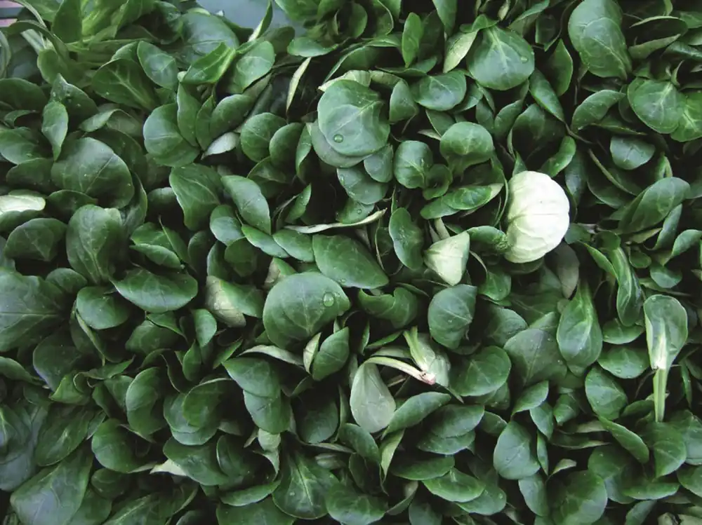 PetSnack Feldsalat BIO Zertifiziert