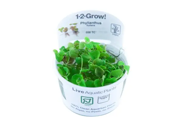 Neue Ware tropica Phyllanthus fluitans 1-2-Grow!